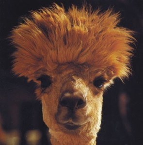 llama-hair