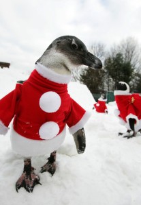 Penguins+Wearing+Santa+Claus+Costume+Attract+Yyb67gXTE4gl