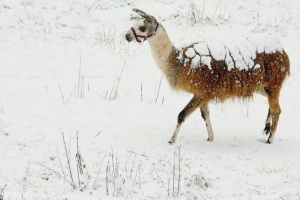 Quilcene llama walking while covered with snow