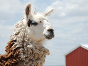 llama_peaceful_prairie