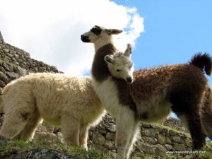 Travel-Photo-Roulette-Round-32-Winner-Llamas-in-Love-at-Machu-Picchu-Peru