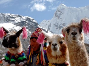 item0.rendition.slideshowWideHorizontal.llamas-alpacas-ausangate-trail-peru